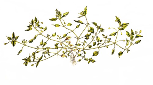 Common Chickweed