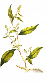 Pennsylvania Knotweed