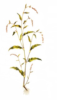 water pepper