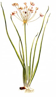 swan flower