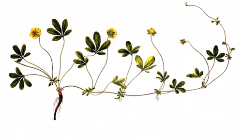 Creeping cinquefoil