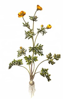 Bulbous Ranunculus
