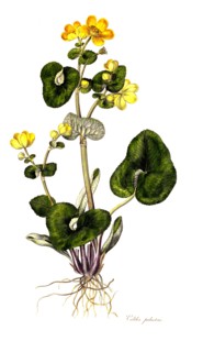 marsh marigold