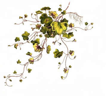 cymbal herb
