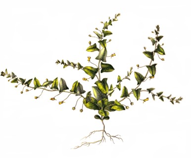 Antirrhinum elatine