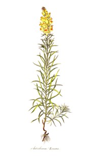 snapdragons