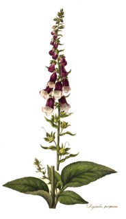 Red Foxglove