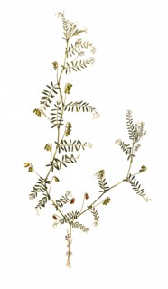 Vicia hirsuta