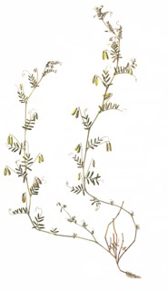 Four-seeded vetch