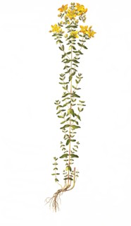 Real St. John's Wort