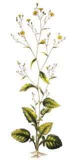 The Common Rain Cabbage