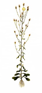 Sharp fleabane or real fleabane