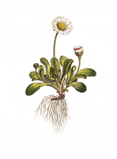 The daisy