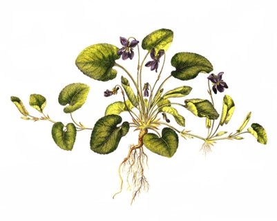 Sweet Violet