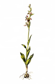 Bee Orchid