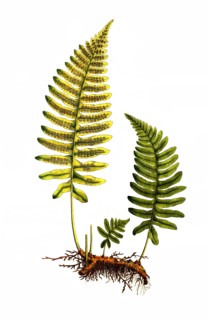 Common Polypody