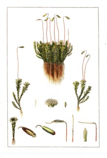Gooseneck star moss