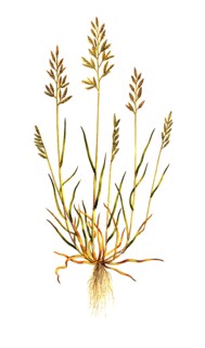 Common Stiff Grass or Common Rigid Grass