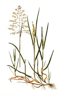 Common bluegrass