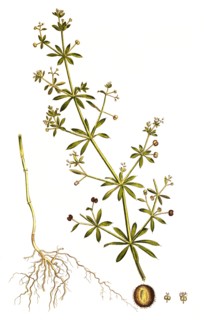 burdock bedstraw
