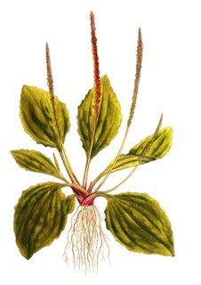 plantain