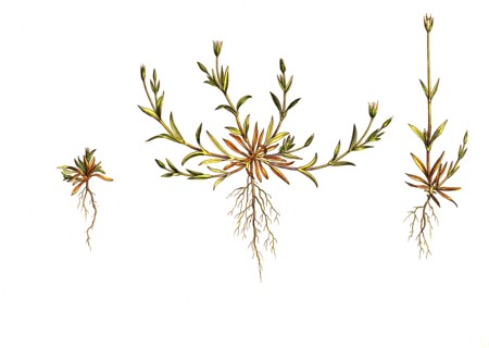 Sagina erecta