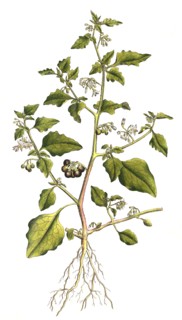 Black Nightshade or Black Nightshade