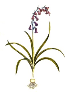 Atlantic bluebell