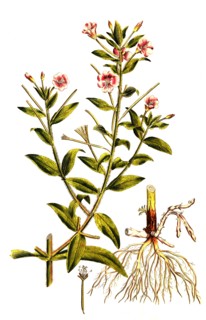 Shaggy willowherb