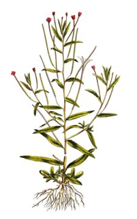 Square Willowherb