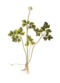 Muskweed