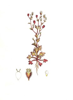 Three-toed Saxifrage