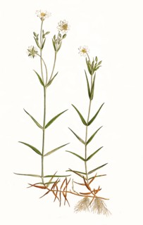Rabelera holostea