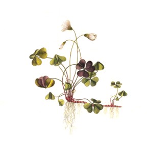 wood sorrel
