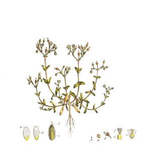 Common Hornwort