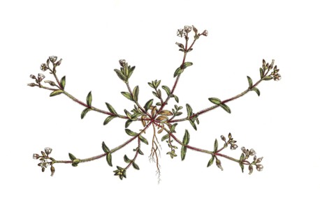 Knotted Hornwort