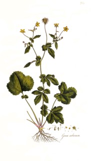 True clove root