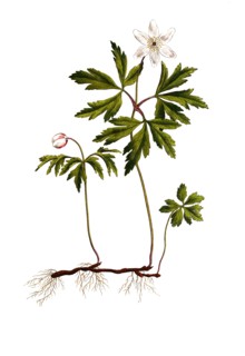 Wood anemone or wood anemone