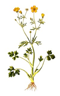 Ranunculus hirsutus