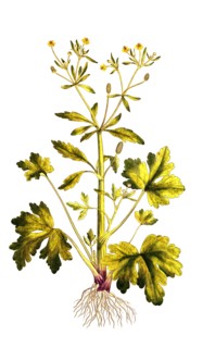 Poison Ranunculus