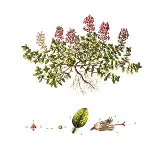 Wild thyme or wild thyme