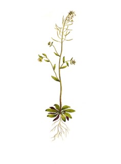 thale cress