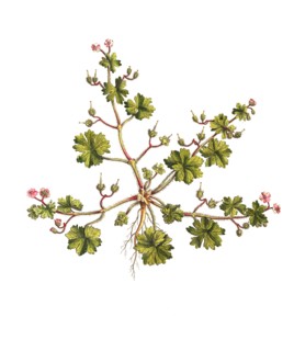 Soft cranesbill