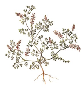 Common fumitory