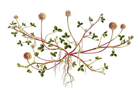 Strawberry Clover