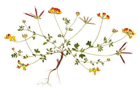 Common trefoil