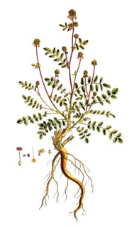 Small burnet