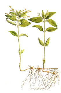 Forest mercury