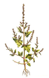 Arrow-leaved message