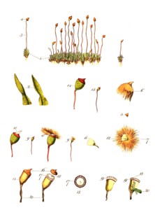 Polytrichum subrotundum